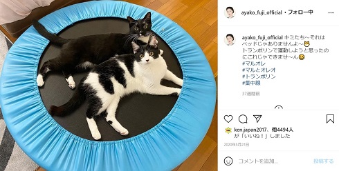 藤あや子 マル オレオ 猫