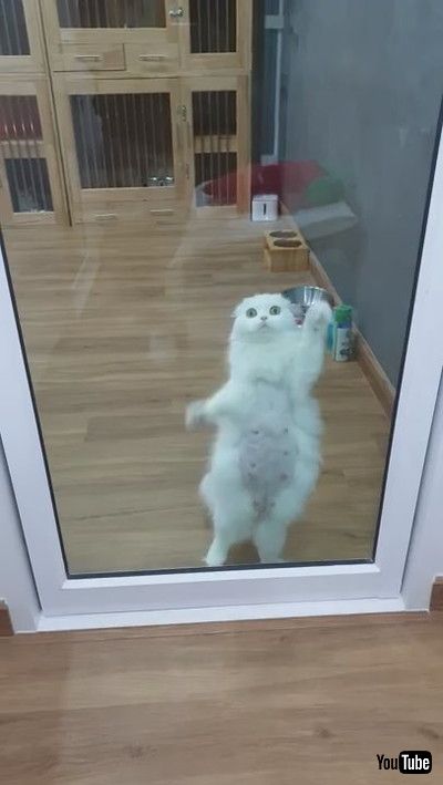 「Kitty Works Hard for Some Attention || ViralHog」