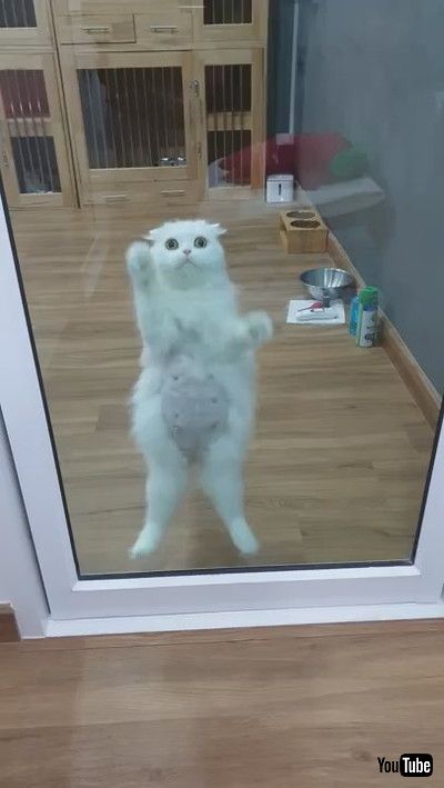 「Kitty Works Hard for Some Attention || ViralHog」