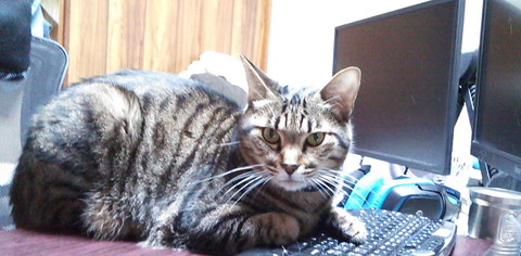 「我が家で猛威を振るうニャンサムウェアたち」