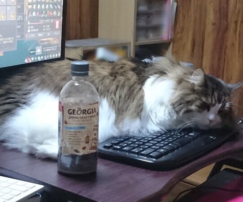 「我が家で猛威を振るうニャンサムウェアたち」