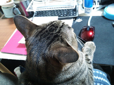 「我が家で猛威を振るうニャンサムウェアたち」