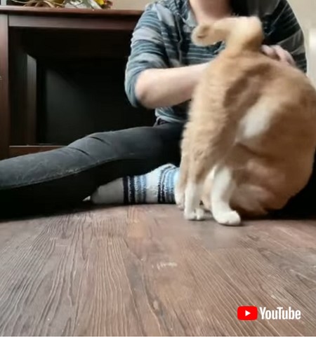 でんぐり返しする猫