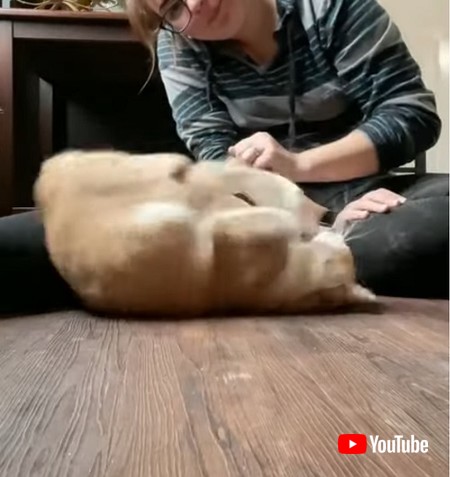 でんぐり返しする猫