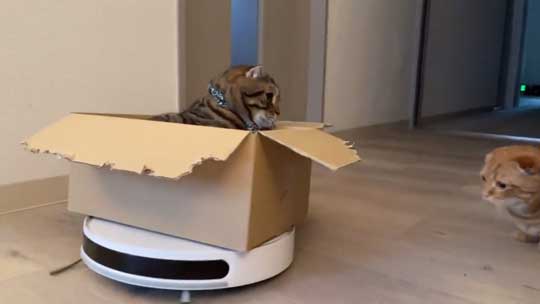 猫 ルンバ ロボット掃除機 乗りこなし 運転 ミス
