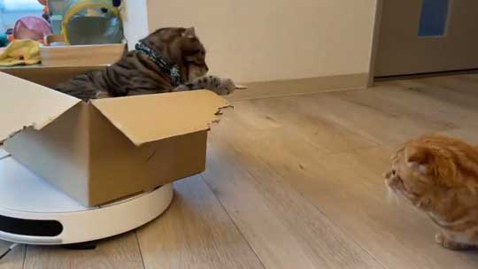 猫 ルンバ ロボット掃除機 乗りこなし 運転 ミス