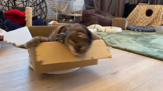 猫 ルンバ ロボット掃除機 乗りこなし 運転 ミス
