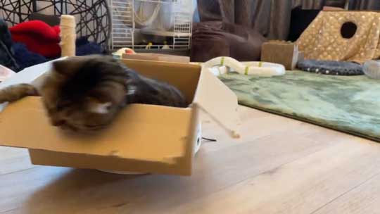 猫 ルンバ ロボット掃除機 乗りこなし 運転 ミス