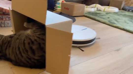 猫 ルンバ ロボット掃除機 乗りこなし 運転 ミス