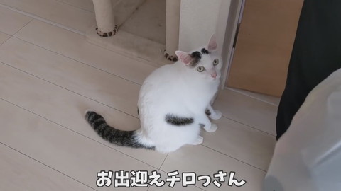 猫のお出迎え