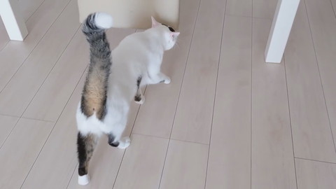 「買い物から帰宅したら猫がお出迎えしてくれます！」