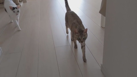 「買い物から帰宅したら猫がお出迎えしてくれます！」