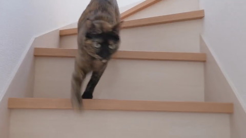 「買い物から帰宅したら猫がお出迎えしてくれます！」