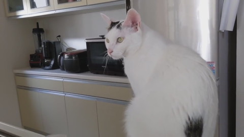 「買い物から帰宅したら猫がお出迎えしてくれます！」