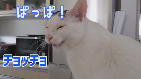 「買い物から帰宅したら猫がお出迎えしてくれます！」