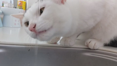 「買い物から帰宅したら猫がお出迎えしてくれます！」