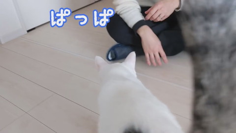 「買い物から帰宅したら猫がお出迎えしてくれます！」
