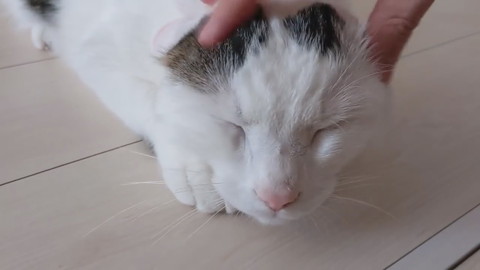 「買い物から帰宅したら猫がお出迎えしてくれます！」