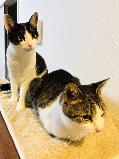 ふくちゃんともなちゃん