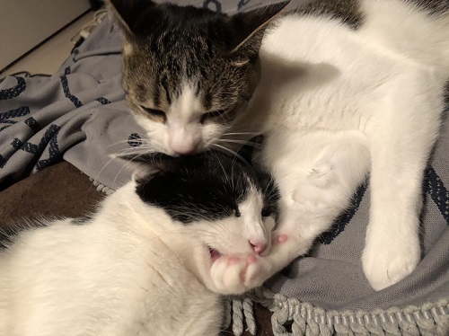 ふくちゃんともなちゃん