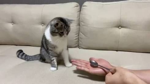 手品を見るネコ もちまる もち様 いいリアクション