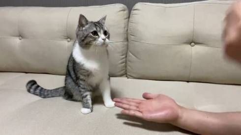 手品を見るネコ もちまる もち様 いいリアクション