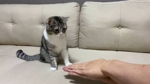 手品を見るネコ もちまる もち様 いいリアクション