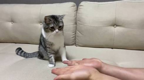 手品を見るネコ もちまる もち様 いいリアクション