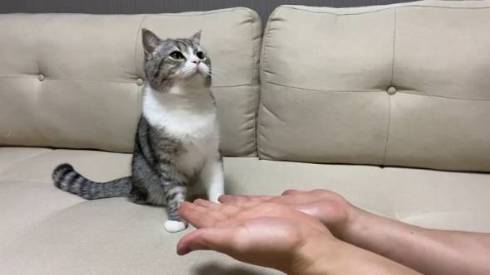 手品を見るネコ もちまる もち様 いいリアクション