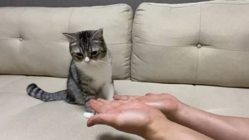 手品を見るネコ もちまる もち様 いいリアクション