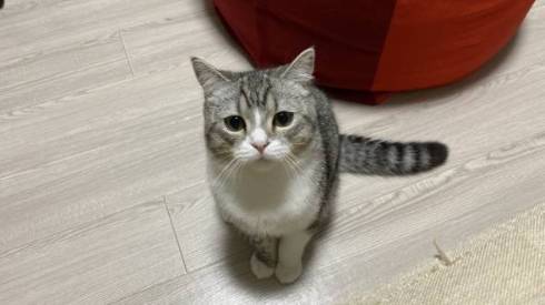 手品を見るネコ もちまる もち様 いいリアクション