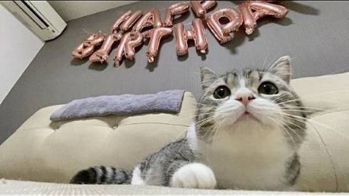 手品を見るネコ もちまる もち様 いいリアクション