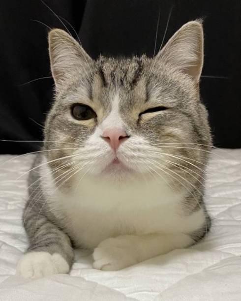 手品を見るネコ もちまる もち様 いいリアクション