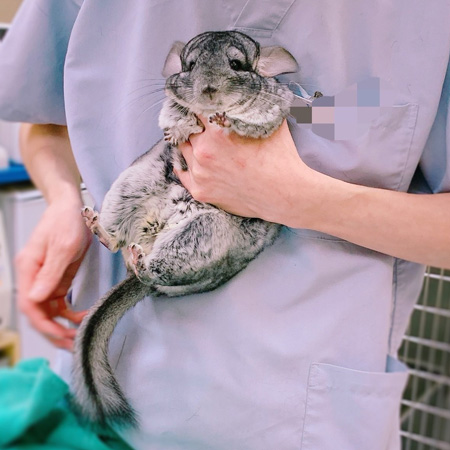 助けを求めるすももちゃんアップ