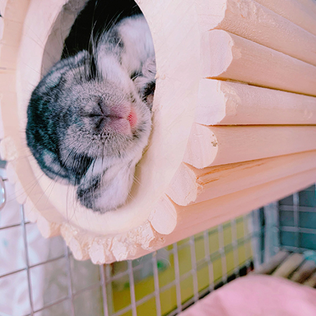 ハムスターっぽいすももちゃん