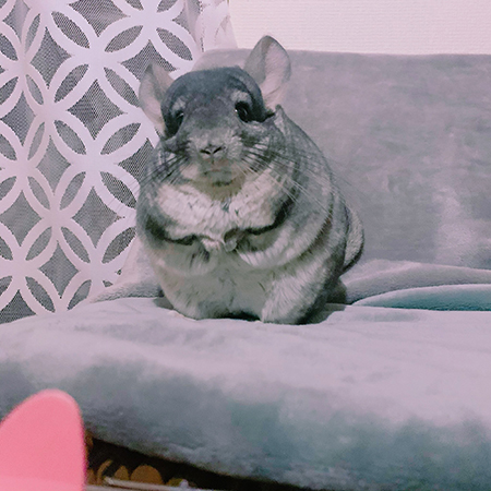 座椅子に立つすももちゃん