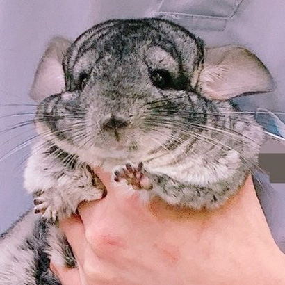 助けを求めるすももちゃんさらにアップ