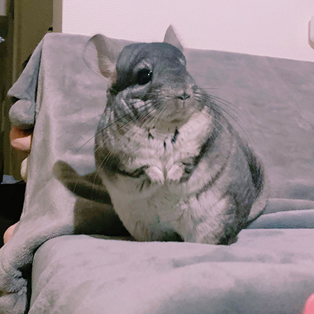 座椅子の上で振り返るすももちゃん