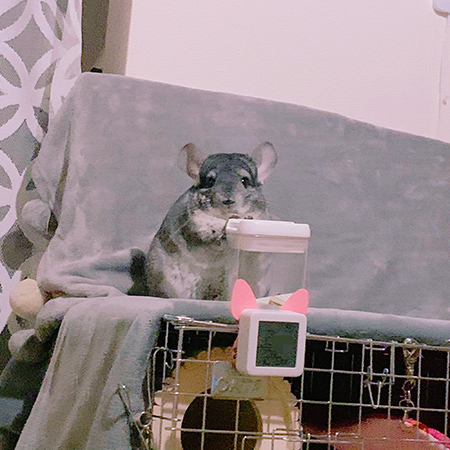 パパイアの茎が食べたいすももちゃん