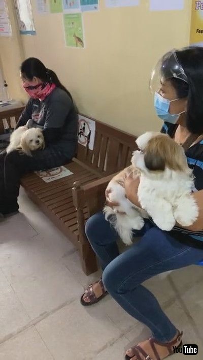 「Shih Tzu Finds Love at the Vet || ViralHog」