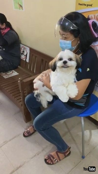 「Shih Tzu Finds Love at the Vet || ViralHog」
