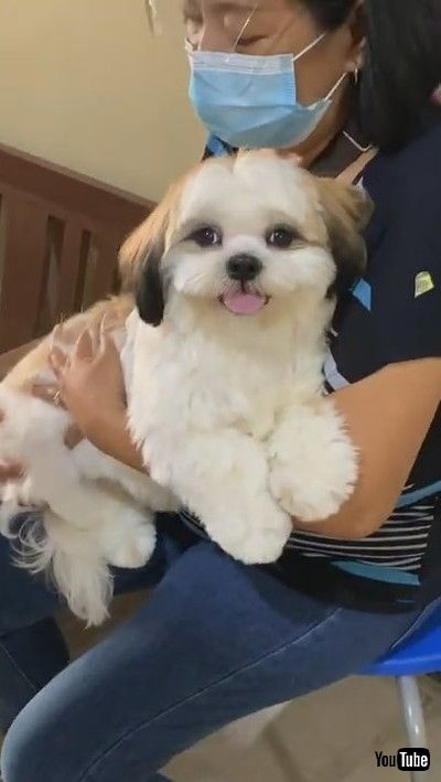 「Shih Tzu Finds Love at the Vet || ViralHog」