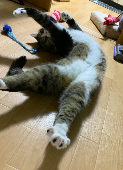 つなくんいろいろ