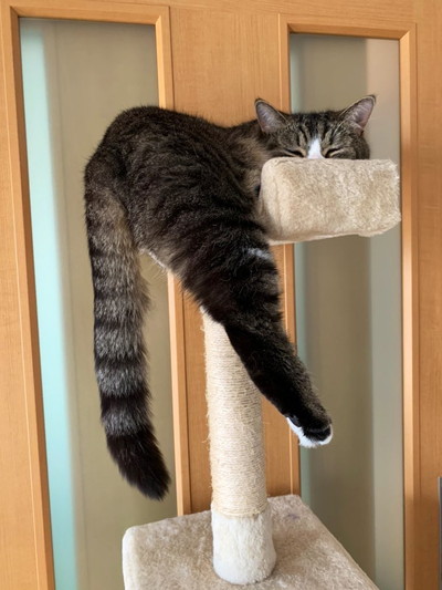 つなくんいろいろ