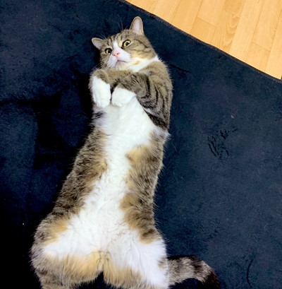 つなくんいろいろ