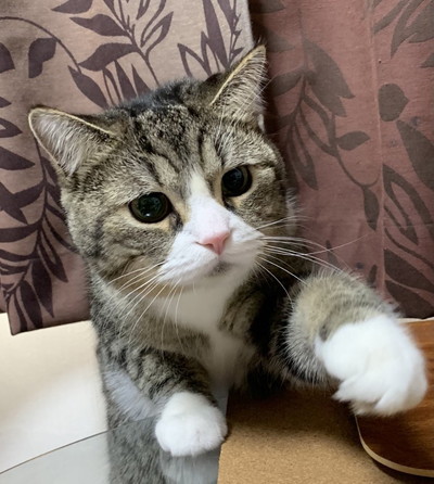 つなくんいろいろ