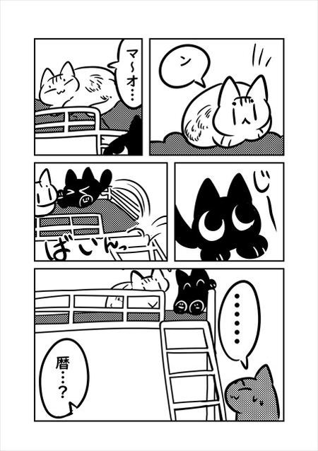 猫