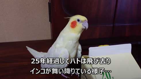 いいちこ インコ オカメインコ ハナ ハトポッポ 覚えて25年経ったら 歌