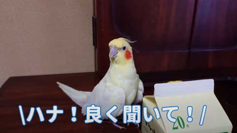 いいちこ インコ オカメインコ ハナ ハトポッポ 覚えて25年経ったら 歌