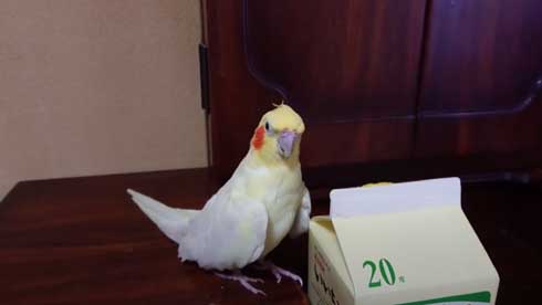 いいちこ インコ オカメインコ ハナ ハトポッポ 覚えて25年経ったら 歌